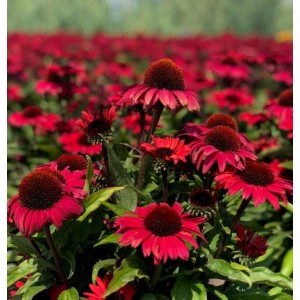 Эхинацея Echinacea Sunseekers Pomegranate
